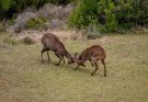 competition and coexistence