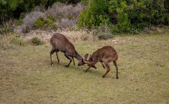competition and coexistence
