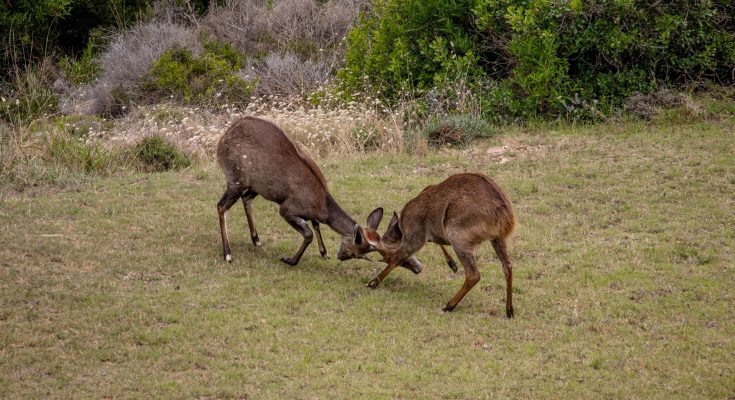 competition and coexistence